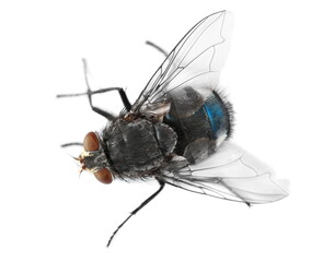 Blue fly insect isolated on white, top view
