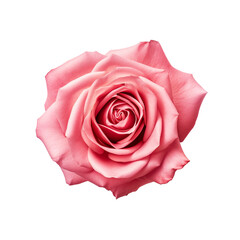 Rose isolated on white background, no background, png