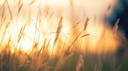 Wild grass in the forest at sunset. Macro image shallow depth of field