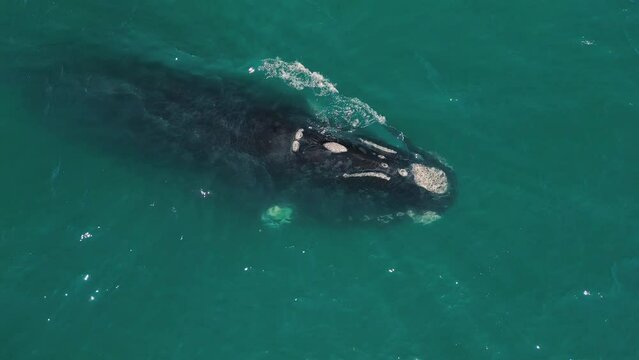 The southern right whales, Eubalaena australis. Mother and calf of the Right Whales swim near Brazilian shore near the town of Imbituba