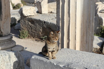 Obraz premium A cat basks in the sun among the ruins of the ancient city of Ephesus