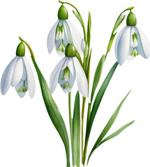 Fototapeta na wymiar A close-up watercolor drawing of a bouquet of Snowdrop flowers. AI-Generated.