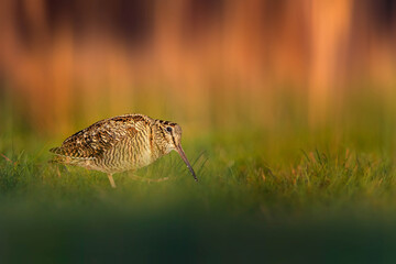 Bird photo in an impressive background. Colorful nature background. Eurasian Woodcock. 