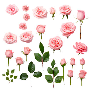 set of pink roses, PNG, transparent background