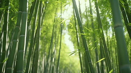 a forest of bamboo