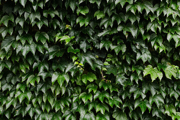 Una pared de hojas de enredaderas verde, en alta calidad para planos de fondo