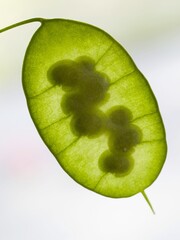Detail of the immature green seedpod (silicle) of the Lunaria annua, English name honesty or annual honesty