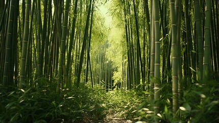 a forest of bamboo