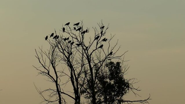 A flock of crows takes off from a dry tree in slow motion. Silhouettes of a flock of birds scatter in different directions. Time-lapse footage of a flock of crows.