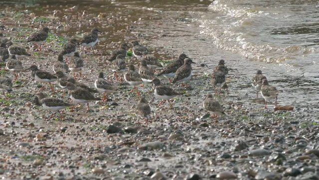 Flock of Turnstones (Arenaria interpres) taking flight from  a pebble beach. October, Kent, UK [Slow motion x5]