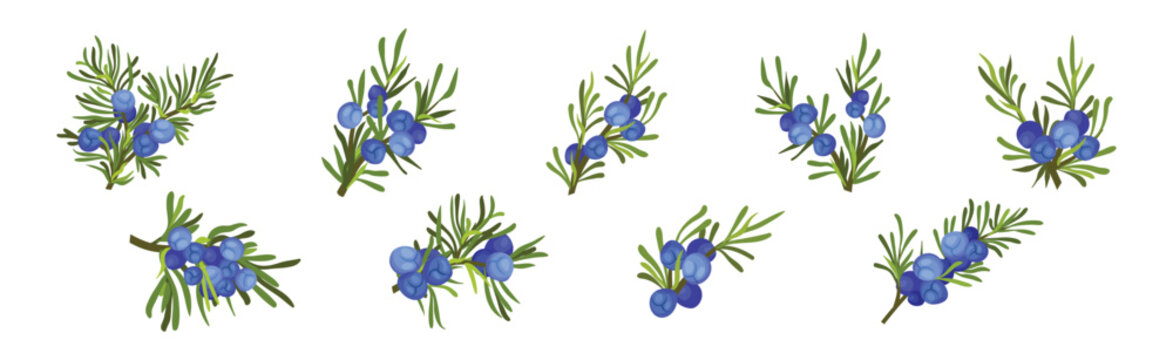 Juniper Evergreen Berry Branch with Green Needles Vector Set