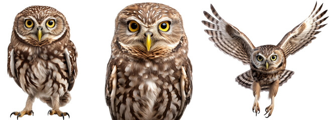 little owl collection (standing, portrait, flying), animal bundle isolated on a white background as transparent PNG - Powered by Adobe