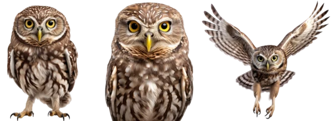 Poster little owl collection (standing, portrait, flying), animal bundle isolated on a white background as transparent PNG © Flowal93