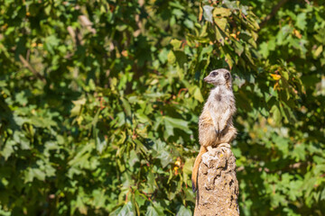 Meerkat - Suricata suricatta standing on a stone guarding the surroundings in sunny weather. Photo has nice bokeh.