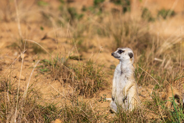 Meerkat - Suricata suricatta standing on a stone guarding the surroundings in sunny weather. Photo has nice bokeh.