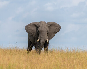 Fototapeta premium African Elephant, Masai Mara, Kenya