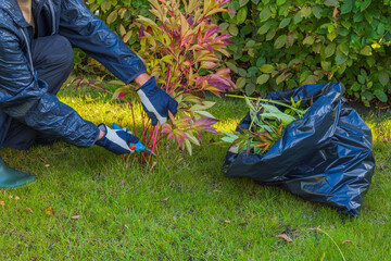 Man pruning peony bush in garden on bright autumn day.