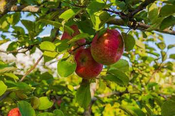 Close-up view of ripe red apples on apple tree on autumn sunny day.