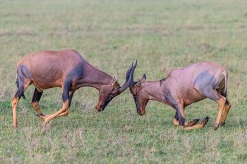 Topi males squaring off during the rut, Masai Mara, Kenya
