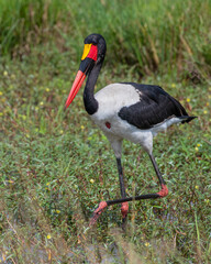 Saddle Billed Stork, Masai Mara, Kenya