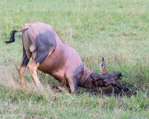 Topi wallowing in the mud to appear more dominant, Masai Mara, Kenya