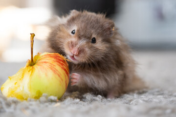 Funny fluffy Syrian hamster with an appetite eats apple, stuffs his cheeks. Food for a pet rodent, vitamins. Close-up