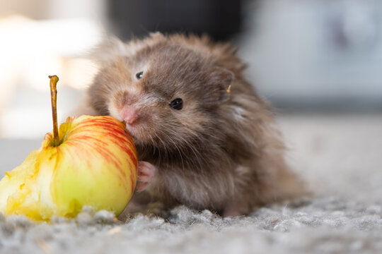 Funny fluffy Syrian hamster with an appetite eats apple, stuffs his cheeks. Food for a pet rodent, vitamins. Close-up