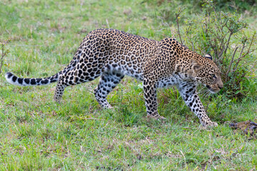 A Leopard in the Masai Mara, Kenya