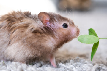 Funny fluffy Syrian hamster eats a green branch of clover, stuffs his cheeks. Food for a pet rodent, vitamins. Close-up