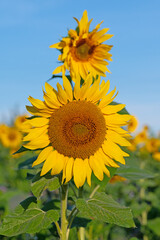 Sonnenblume, Helianthus annuus, in einer Nahaufnahme