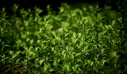 Beautiful background of green foliage in a summer garden