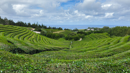 Green tea plantation in Azores Sao Miguel. Lines of green tea in Gorreana Tea factory and field is one of the mosr popular tourist attraction Acores. Portugal