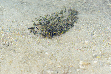 Juvenile ell catfish school near shore