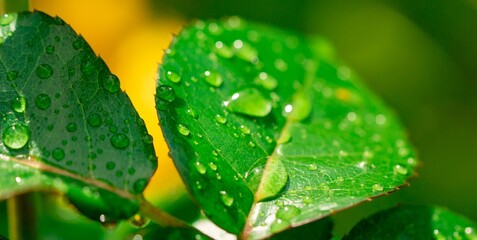 Dew drops on leaves close-up. Summer beautiful fresh background