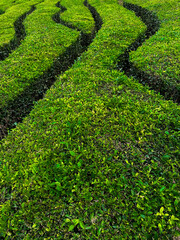 Green tea plantation in Azores Sao Miguel. Lines of green tea in Gorreana Tea factory and field is one of the mosr popular tourist attraction Acores. Portugal