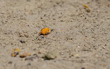Small fiddler crab with large bright claw