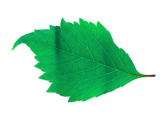 Obraz premium Green leaf isolated on a white background
