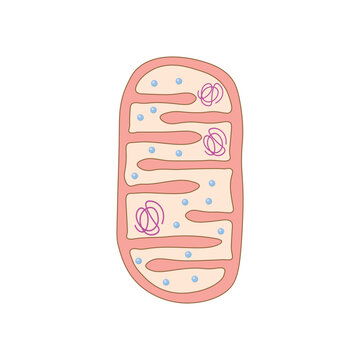 Mitochondria Structure Scientific Design. Vector Illustration.