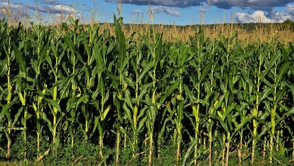 Corn growing in the field on a sunny summer day. Green leaves and stems.