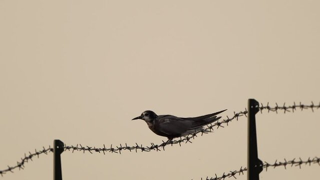 A black tern (Chlidonias niger) balancing on a fench of barbed wire