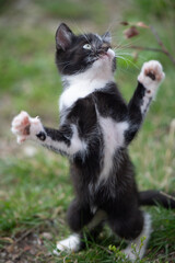 Kleine schwarz-weiße Katze steht auf den Hinterpfoten und streckt die Arme in die Luft