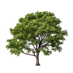 tree isolated from background