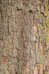 Old worn maple tree bark taken on a sunny summers afternoon