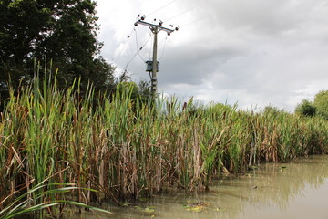 Three phase overhead powerline in a field, taken from a canal boat UK