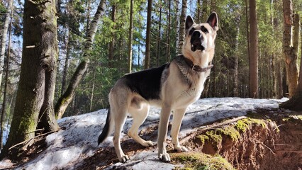 Dog German Shepherd in an early autumn, spring or winter day and nature with forest and snow arround. Waiting eastern European dog veo and landscape