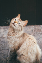 the cat sits on the floor and looks up