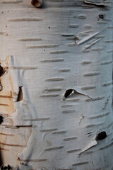 Up close picture trunk of silver birch tree