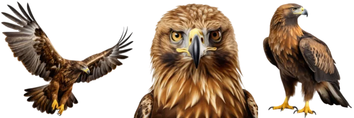 Fototapeten Golden eagle collection (portrait, standing, flying), animal bundle isolated on a white background as transparent PNG © Flowal93