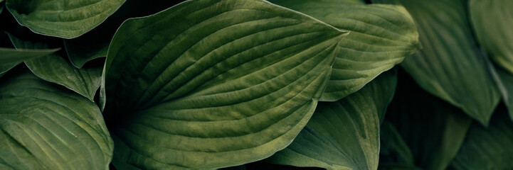 Large tropical leaves of dark green color. Floral vertical background for screensavers, postcards, wallpapers. Banner with copy space.