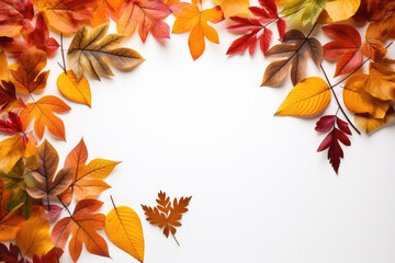 Yellow autumn leaves. White background, space for text.